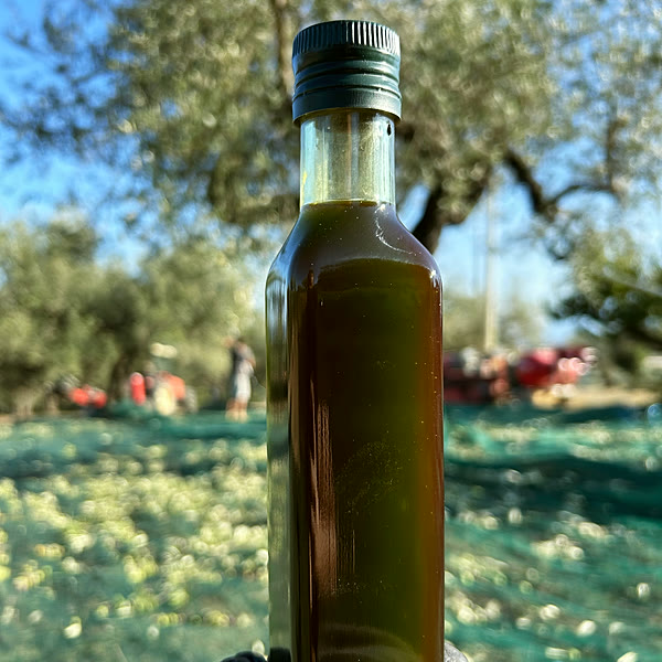 Una bottiglia d'olio davanti agli ulivi durante la raccolta