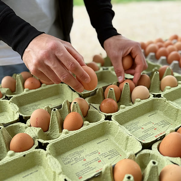 Le uova appena raccolte nelle confezioni