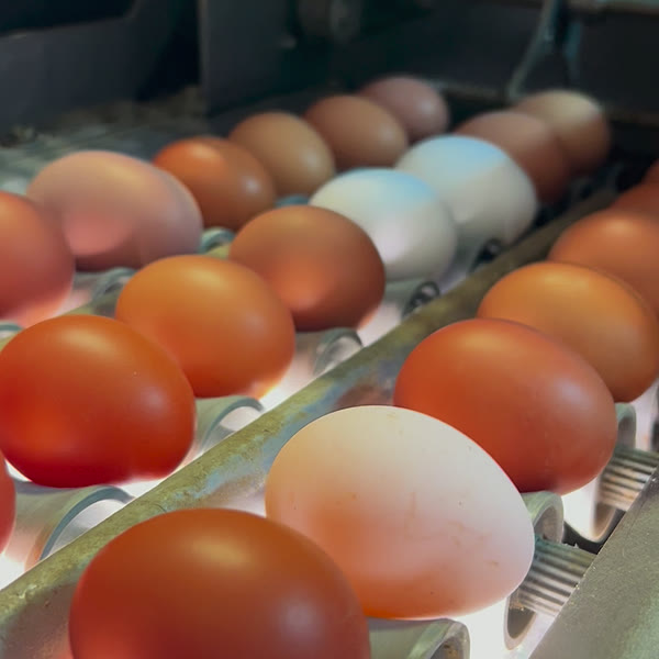 La macchina di selezione delle uova