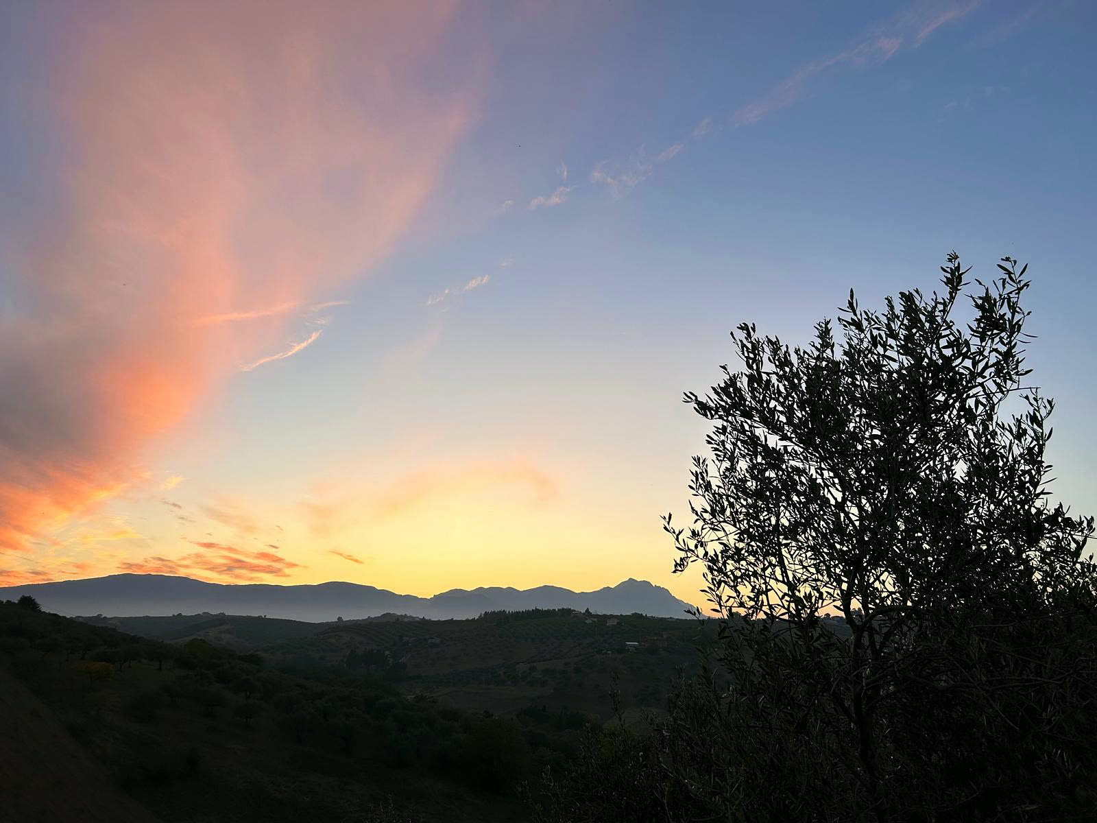 Il tramonto sulla Maiella, visto dalle colline di Pianella, con un ulivo in controluce